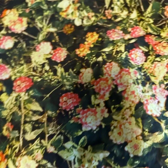 Baggu LANTANA Floral Nylon Shoulder Bag Sold Out - Picture 2 of 4